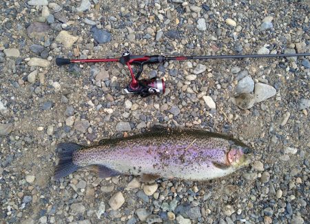 期間限定のデカニジマス